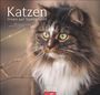 : Katzen - Diven auf Samtpfoten Kalender 2026, KAL