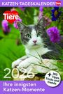 : Katzen Tageskalender 2026, KAL