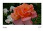 Text: "Roses 2027". Eine große orangefarbene Rose in Nahaufnahme, umgeben von unscharfen, weißen Blüten im Hintergrund.