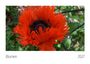Text: "Blumen 2027". Eine leuchtend orangefarbene Blume mit dichten Blütenblättern und dunklem Zentrum, umgeben von Grün.
