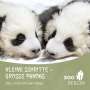 Zoo Berlin: Kleine Schritte - Große Pandas, Buch