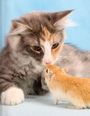 Eine flauschige grau-weiße Katze schnuppert neugierig an einem kleinen, goldbraunen Hamster vor blauem Hintergrund.
