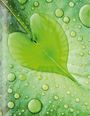 Herzförmiges grünes Blatt mit vielen klaren Wassertropfen, die auf der Oberfläche verteilt sind.