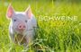 SCHWEINE 2024 in großen Buchstaben. Ein Ferkel steht im hohen, grünen Gras.
