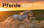 Text: "Edyta Trojańska-Koch", "Pferde 2027", "Aurora". Ein weißes Pferd läuft durch ein Feld bei Sonnenuntergang.
