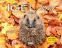 "IGEL 2027" mit einem Igel in herbstlichen Blättern. Gelbes Label: "MIT IGEL-FUN-FACTS."