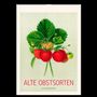 Text: "ALTE OBSTSORTEN KALENDER 2027". Eine Illustration von Erdbeeren und grünen Blättern.