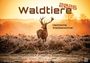 : Waldtiere - Heimische Waldbewohner - Der Tierkalender - 2026 - Kalender DIN A2, KAL