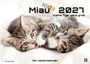 Texte: "Kids Miau 2027 Kleine Tiger ganz groß", "Der Katzenkalender". Zwei verspielte Kätzchen auf hellem Hintergrund.
