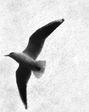 Martin Walde: Martin Walde, Buch