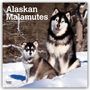 Browntrout Publishers: Alaskan Malamutes 2026 - 16-Monatskalender, KAL