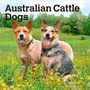Browntrout: Australian Cattle Dogs 2026 7 X 14 Inch (Hanging) Monthly Mini Wall Calendar, KAL