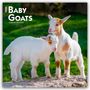 Browntrout Publishers: Baby Goats - Ziegenbabys 2026 - 16-Monatskalender, KAL