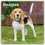 Browntrout Publishers: Beagles 2026 - 16-Monatskalender, KAL