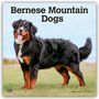 Browntrout Publishers: Bernese Mountain Dogs - Berner Sennenhund 2026 - 16-Monatskalender, KAL