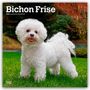 Browntrout Publishers: Bichon Frisé 2026 - 16-Monatskalender, KAL