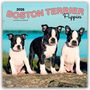 Browntrout Publishers: Boston Terrier Puppies - Boston Terrier Welpen 2026 - 16-Monatskalender, KAL