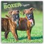 Browntrout Publishers: Boxer Puppies - Boxer Welpen 2026 - 16-Monatskalender, KAL