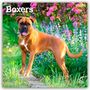 Browntrout Publishers: Boxers - Boxer 2026 - 16-Monatskalender, KAL