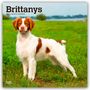 Browntrout Publishers: Brittanys - Bretonischer Vorstehhund 2026 - 16-Monatskalender, KAL