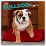 Browntrout Publishers: Bulldog Puppies - Bulldogge Welpen 2026 - 16-Monatskalender, KAL