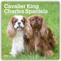 Browntrout Publishers: Cavalier King Charles Spaniels 2026 - 16-Monatskalender, KAL