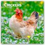 Browntrout Publishers: Chickens - Hühner 2026 - 16-Monatskalender, KAL
