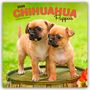 Browntrout Publishers: Chihuahua Puppies - Chihuahua Welpen 2026 - 16-Monatskalender, KAL
