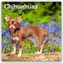 Browntrout Publishers: Chihuahuas 2026 - 16-Monatskalender, KAL