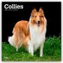 Browntrout Publishers: Collies - Langhaarcollie 2026 - 16-Monatskalender, KAL