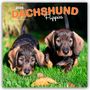 Browntrout Publishers: Dachshund Puppies - Dackel Welpen 2026 - 16-Monatskalender, KAL