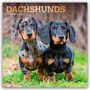 Browntrout Publishers: Dachshunds - Dackel 2026 - 16-Monatskalender, KAL