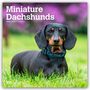 Browntrout Publishers: Miniature Dachshunds - Zwergdackel 2026 - 16-Monatskalender, KAL