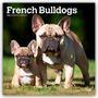 Browntrout Publishers: French Bulldogs - Französische Bulldogge 2026 - 16-Monatskalender, KAL