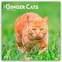 Browntrout Publishers: Ginger Cats - Gingerkatzen - Rote Katzen 2026 - 16-Monatskalender, KAL