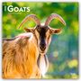 Browntrout Publishers: Goats - Ziegen 2026 - 16-Monatskalender, KAL