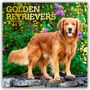 Browntrout Publishers: Golden Retrievers - Golden Retriever 2026 - 16-Monatskalender, KAL
