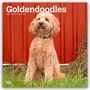 Browntrout Publishers: Goldendoodles - Goldendoodle 2026 - 16-Monatskalender, KAL