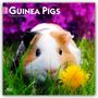 Browntrout Publishers: Guinea Pigs - Meerschweinschen 2026 - 16-Monatskalender, KAL