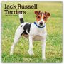 Browntrout Publishers: Jack Russel Terriers - Jack Russel Terrier 2026 - 16-Monatskalender, KAL