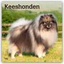 Browntrout Publishers: Keeshonden - Wolfsspitz 2026 - 16-Monatskalender, KAL