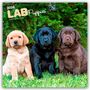 Browntrout Publishers: Labrador Retriever Puppies - Labrador Retriever Welpen 2026 - 16-Monatskalender, KAL