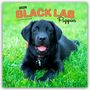 Browntrout Publishers: Black Labrador Retriever Puppies - Schwarze Labrador Retriever Welpen 2026 - 16-Monatskalender, KAL