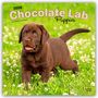 Browntrout Publishers: Chocolate Labrador Retriever Puppies - Braune Labrador Retriever Welpen 2026 - 16-Monatskalender, KAL