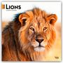 Browntrout Publishers: Lions - Löwen 2026 - 16-Monatskalender, KAL
