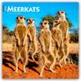 Browntrout Publishers: Meerkats - Erdmännchen 2026 - 16-Monatskalender, KAL