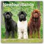 Browntrout Publishers: Newfoundlands - Neufundländer 2026 - 16-Monatskalender, KAL