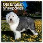 Browntrout Publishers: Old English Sheepdog - Bobtail - Altenglischer Schäferhund 2026 - 16-Monatskalender, KAL