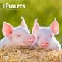 Browntrout: Piglets 2026 7 X 14 Inch (Hanging) Monthly Mini Wall Calendar, KAL