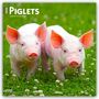Browntrout Publishers: Piglets - Ferkel 2026 - 16-Monatskalender, KAL